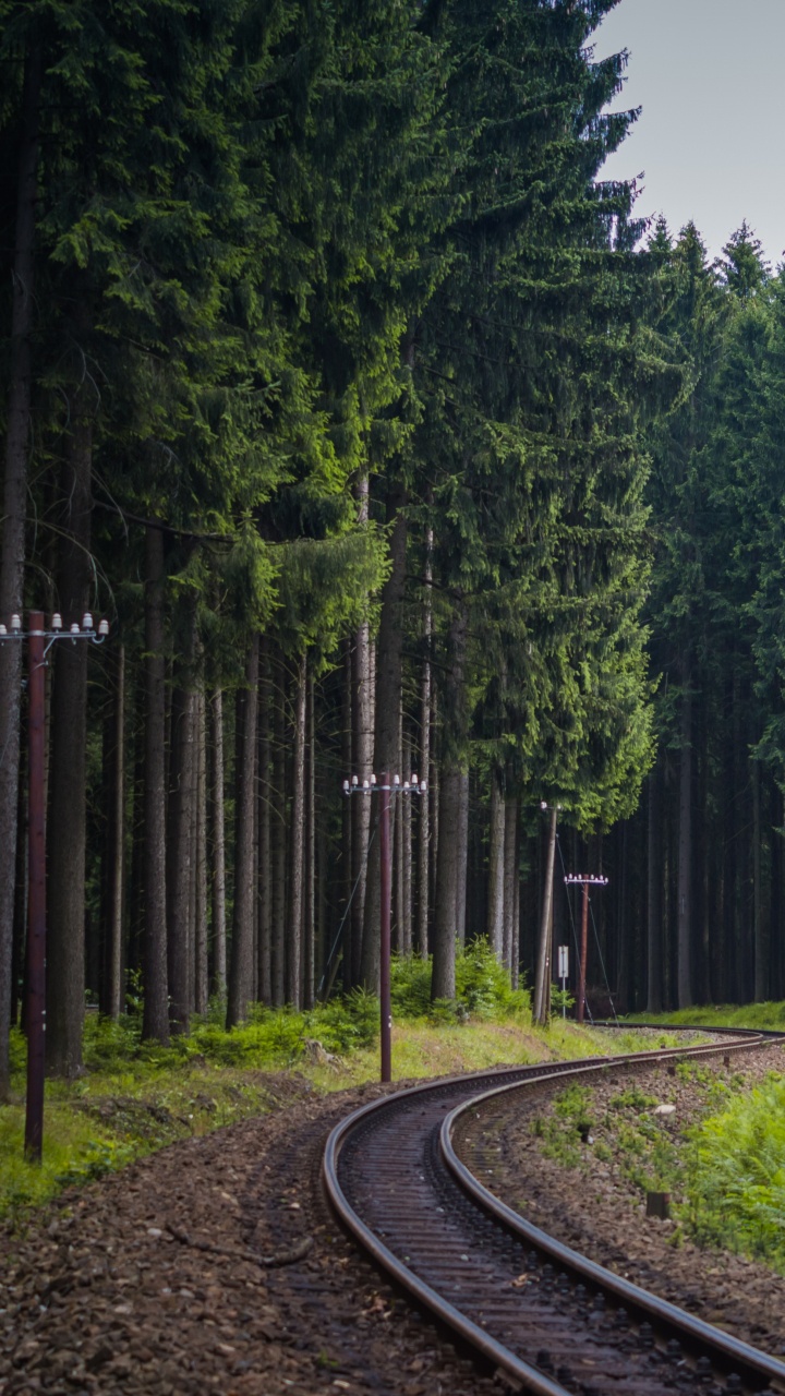 Green Trees Beside Gray Concrete Road. Wallpaper in 720x1280 Resolution