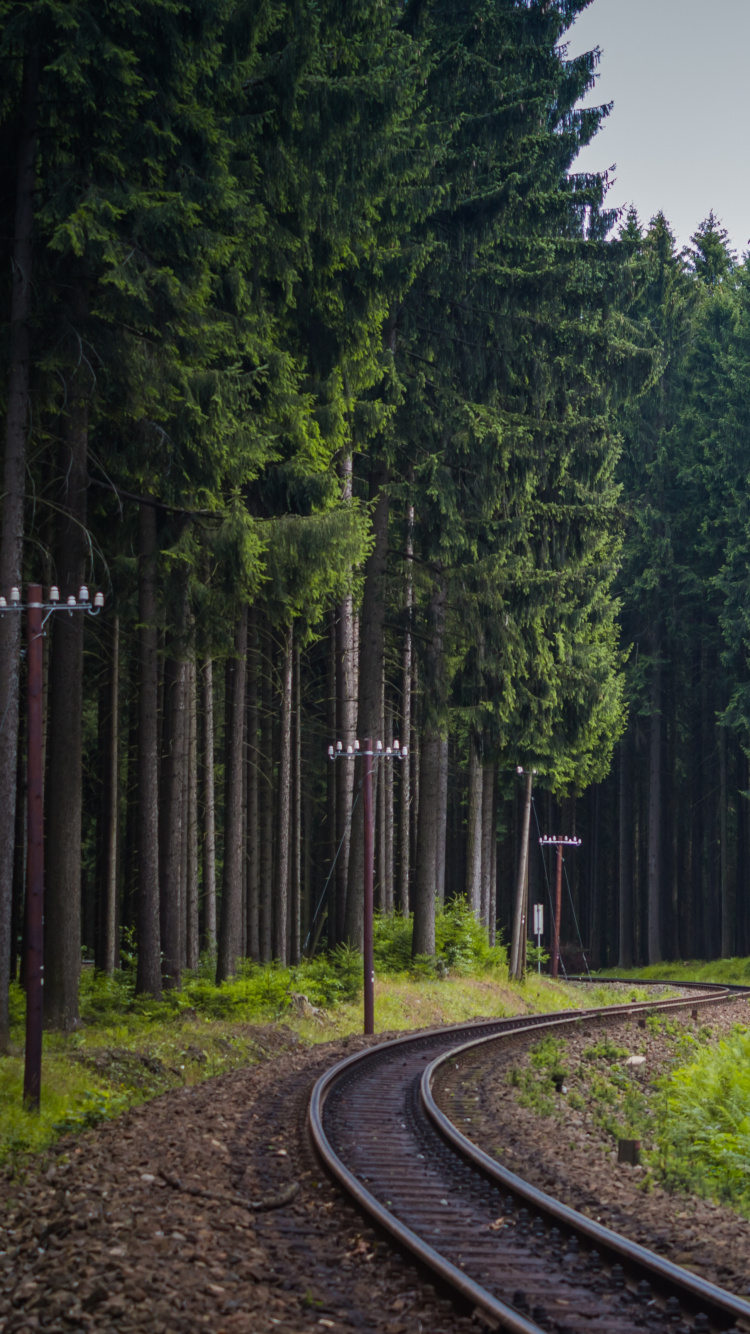 Green Trees Beside Gray Concrete Road. Wallpaper in 750x1334 Resolution