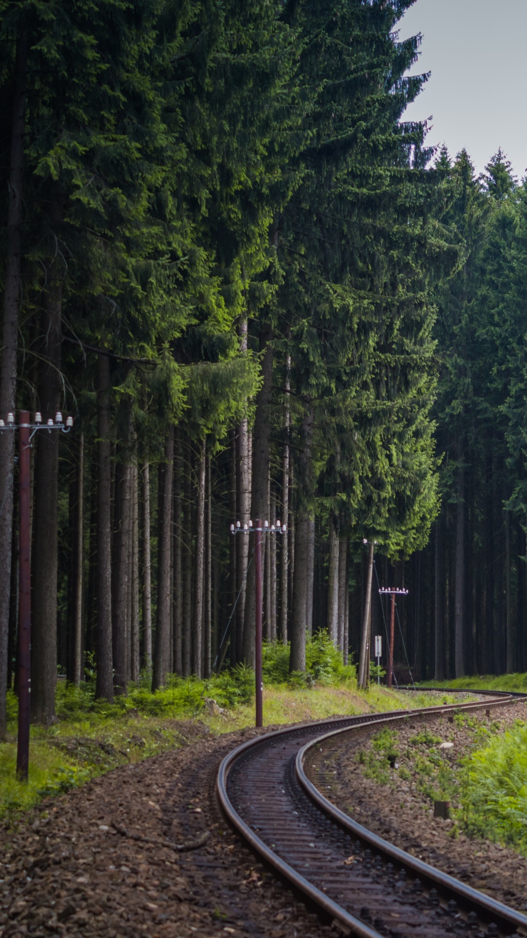 铁路运输, 火车, 跟踪, 性质, 森林 壁纸 1080x1920 允许