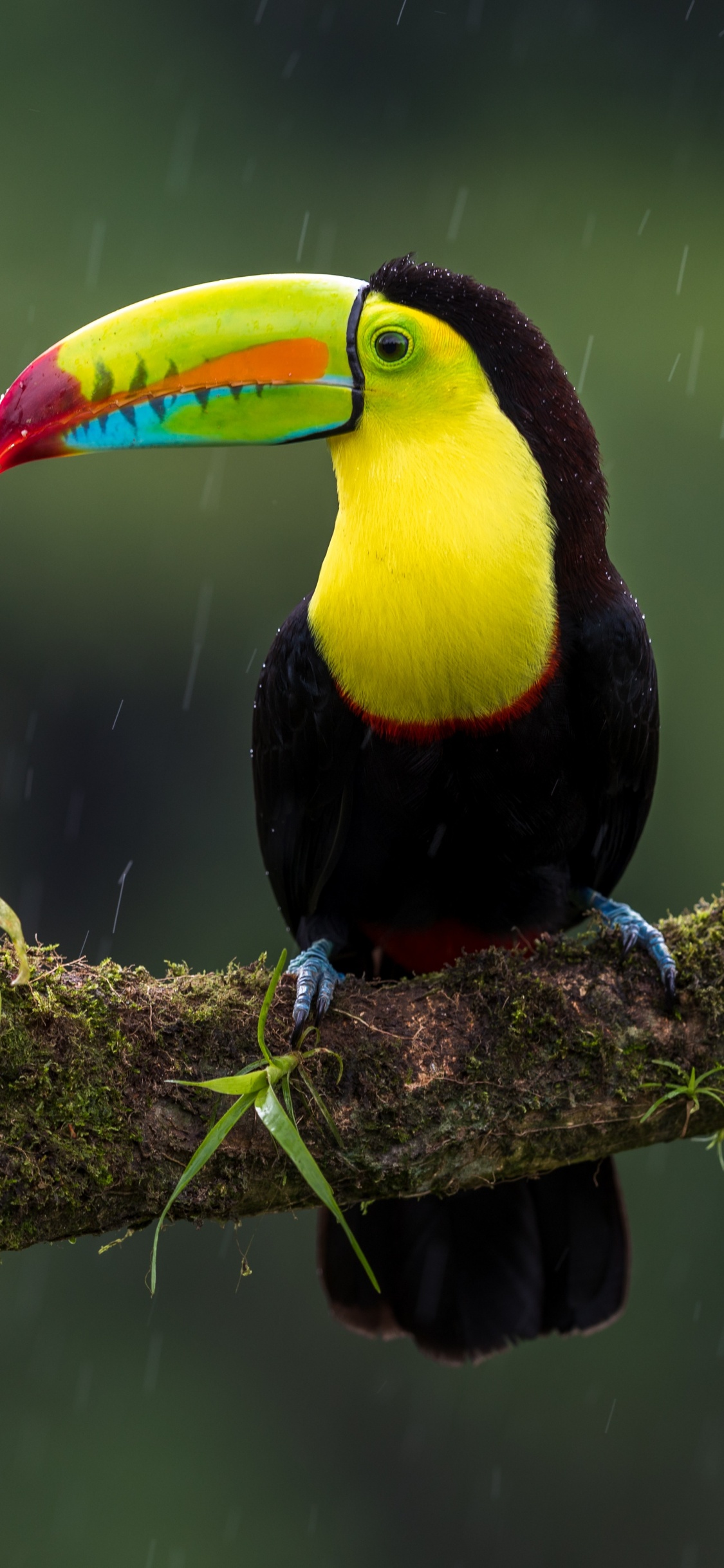 Black Yellow and Red Bird on Tree Branch. Wallpaper in 1125x2436 Resolution