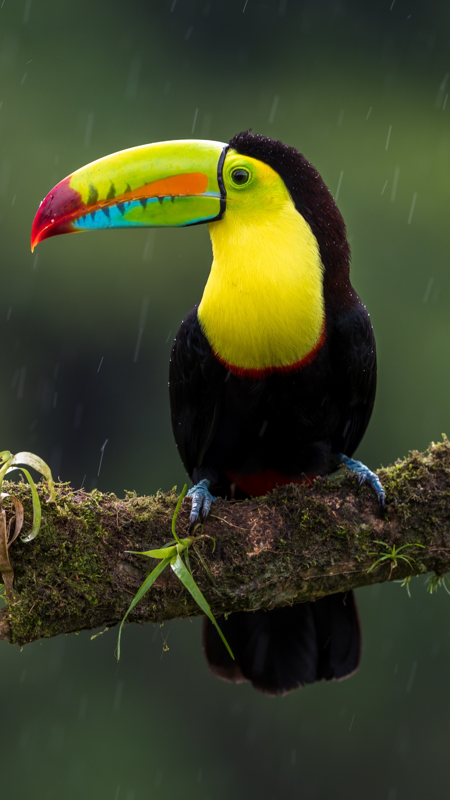 Black Yellow and Red Bird on Tree Branch. Wallpaper in 1440x2560 Resolution