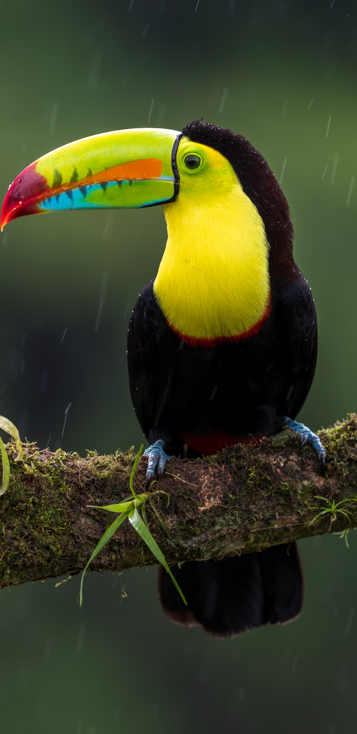Black Yellow and Red Bird on Tree Branch. Wallpaper in 1440x2960 Resolution