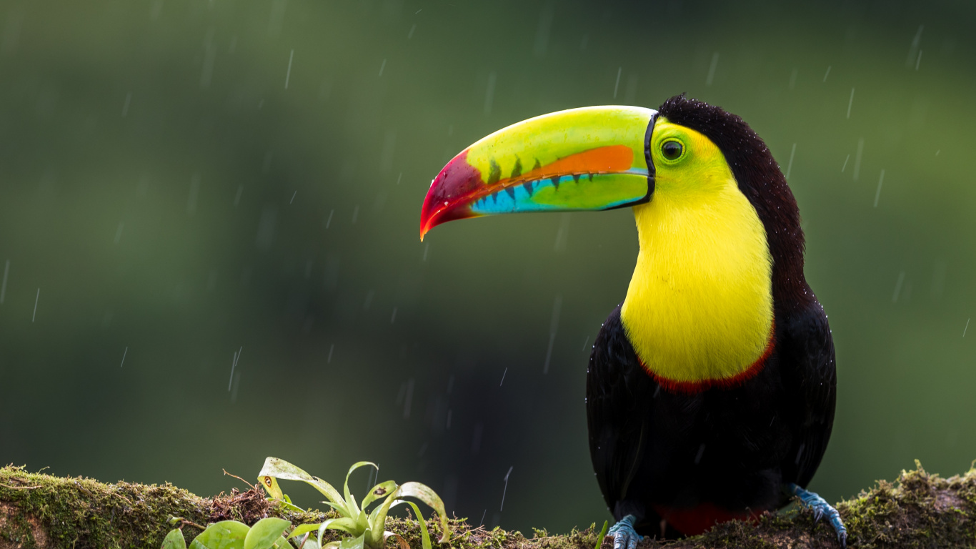 Schwarzer Gelber Und Roter Vogel Auf Ast. Wallpaper in 1366x768 Resolution