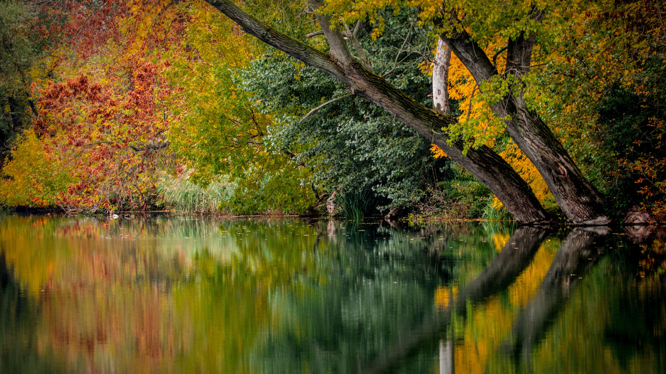 Download 1366x768 Wallpaper Brown and Green Trees Beside Body of Water During Daytime Brown and Green Trees Beside Body of Water During Daytime. Wallpaper in 1366x768 Resolution