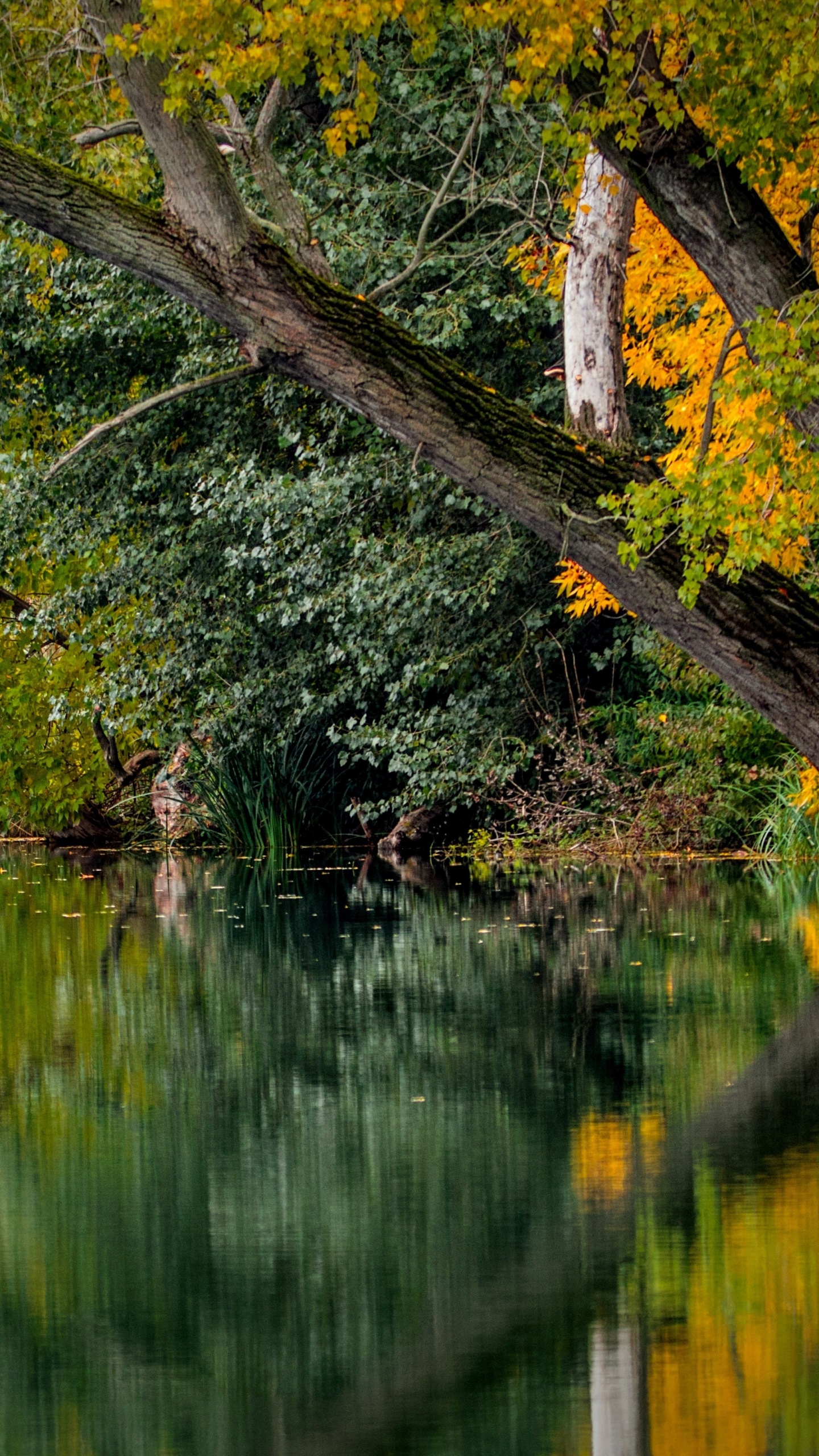 Arbres Bruns et Verts à Côté D'un Plan D'eau Pendant la Journée. Wallpaper in 1440x2560 Resolution