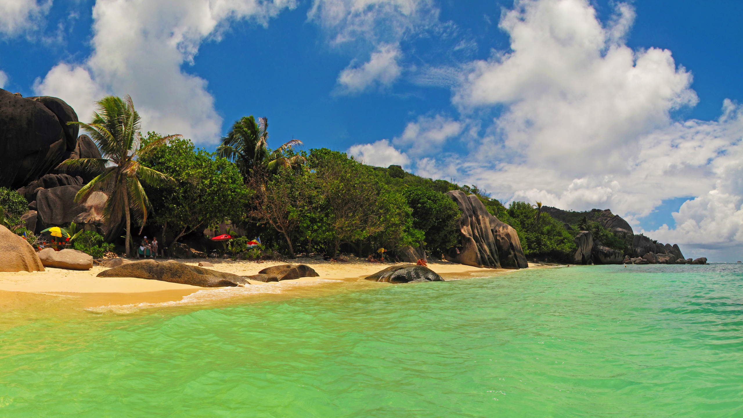 Green Trees on Brown Sand Near Body of Water During Daytime. Wallpaper in 2560x1440 Resolution