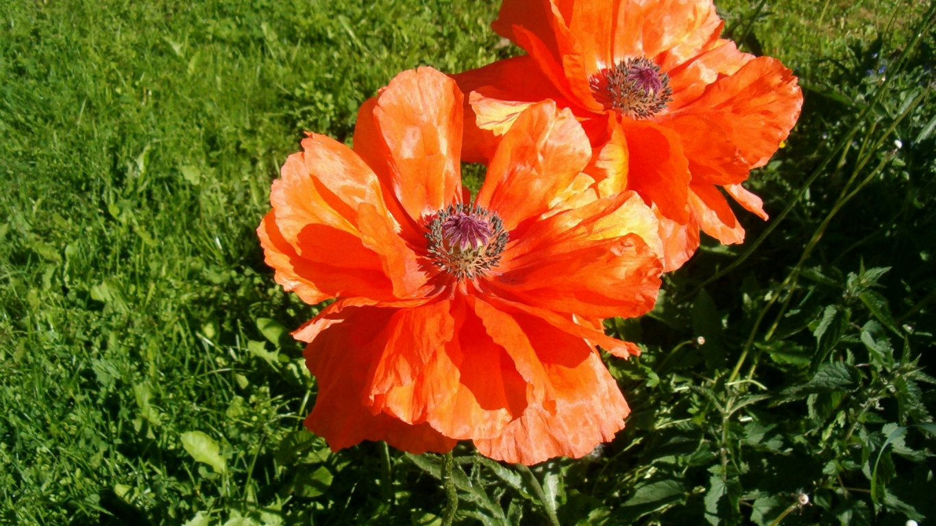 Orange Blume Auf Grüner Wiese Grass. Wallpaper in 1366x768 Resolution