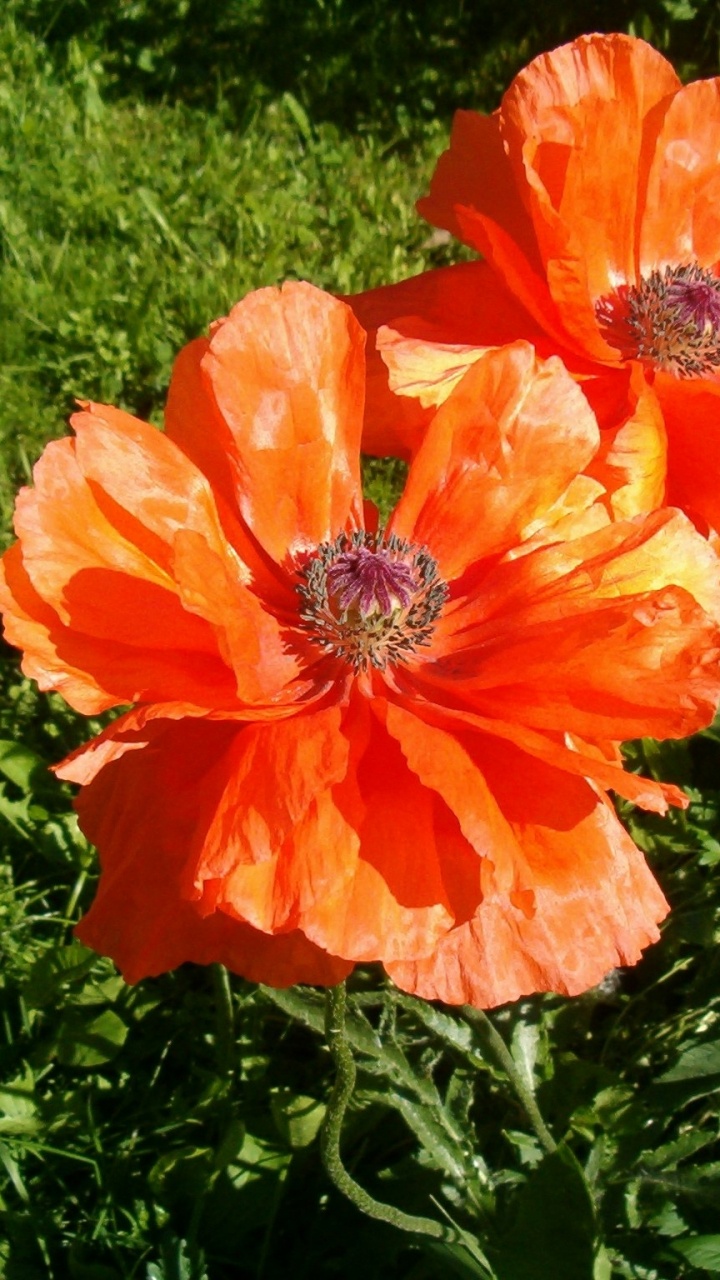 Orange Flower on Green Grass Field. Wallpaper in 720x1280 Resolution