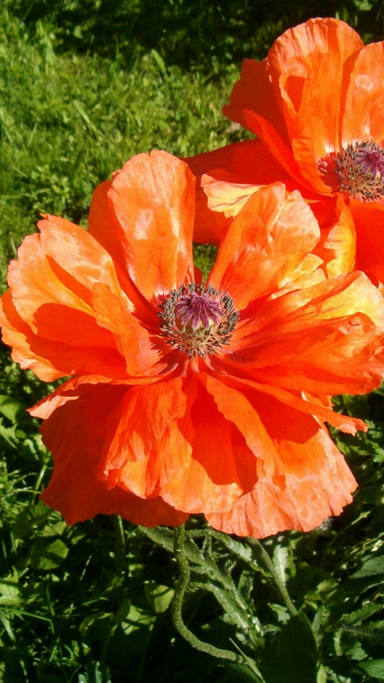 Orange Flower on Green Grass Field. Wallpaper in 750x1334 Resolution