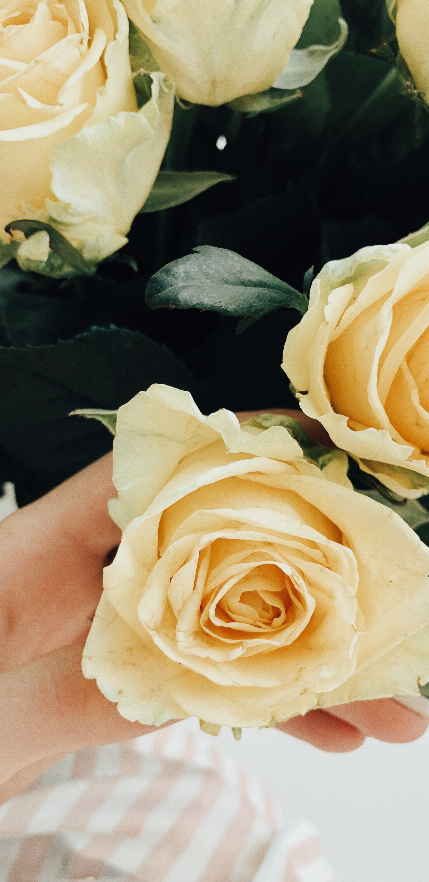 Garden Roses, Floral Design, Cut Flowers, Wedding, Cabbage Rose. Wallpaper in 1440x2960 Resolution