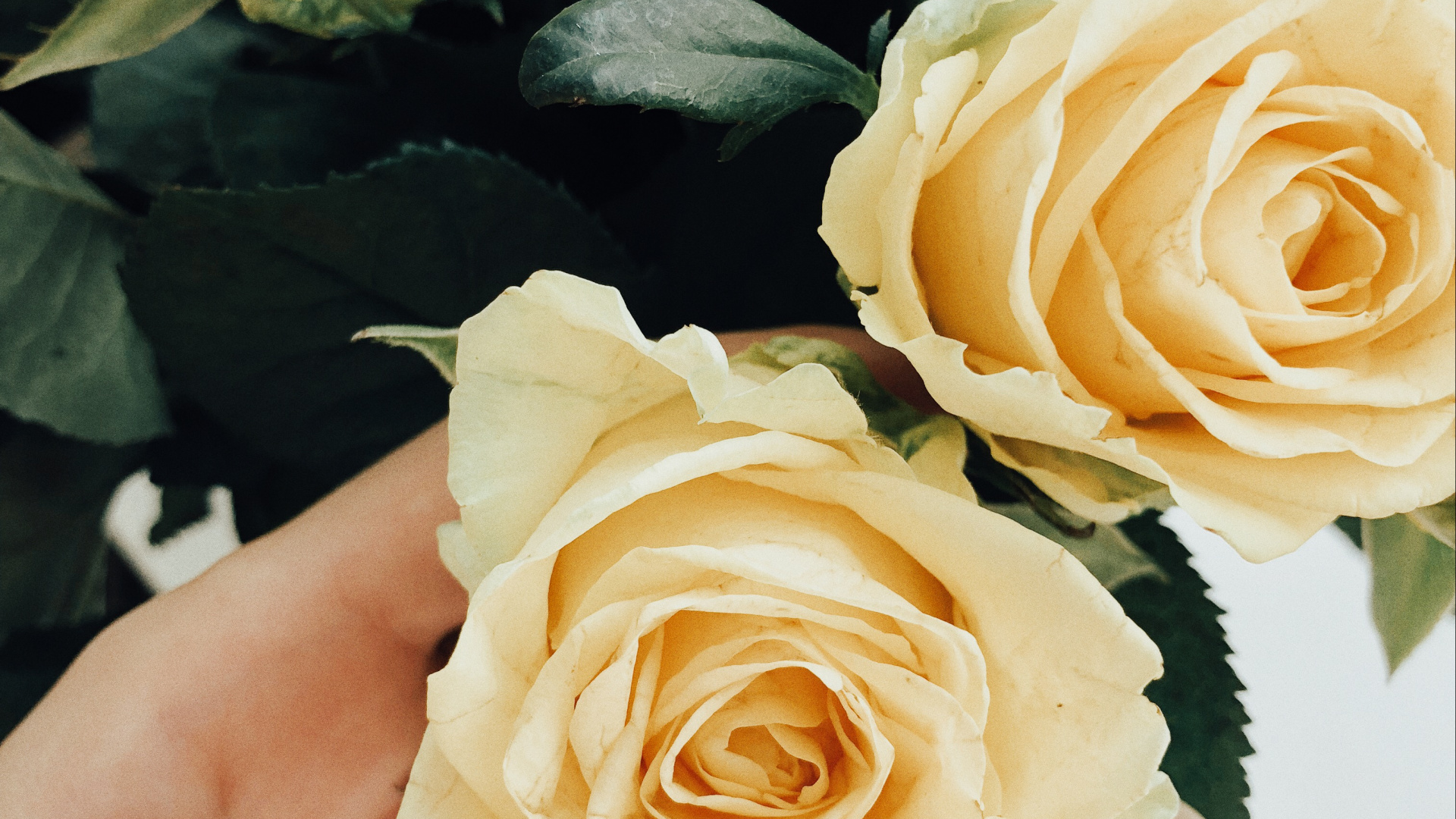 Garden Roses, Floral Design, Cut Flowers, Wedding, Cabbage Rose. Wallpaper in 1920x1080 Resolution