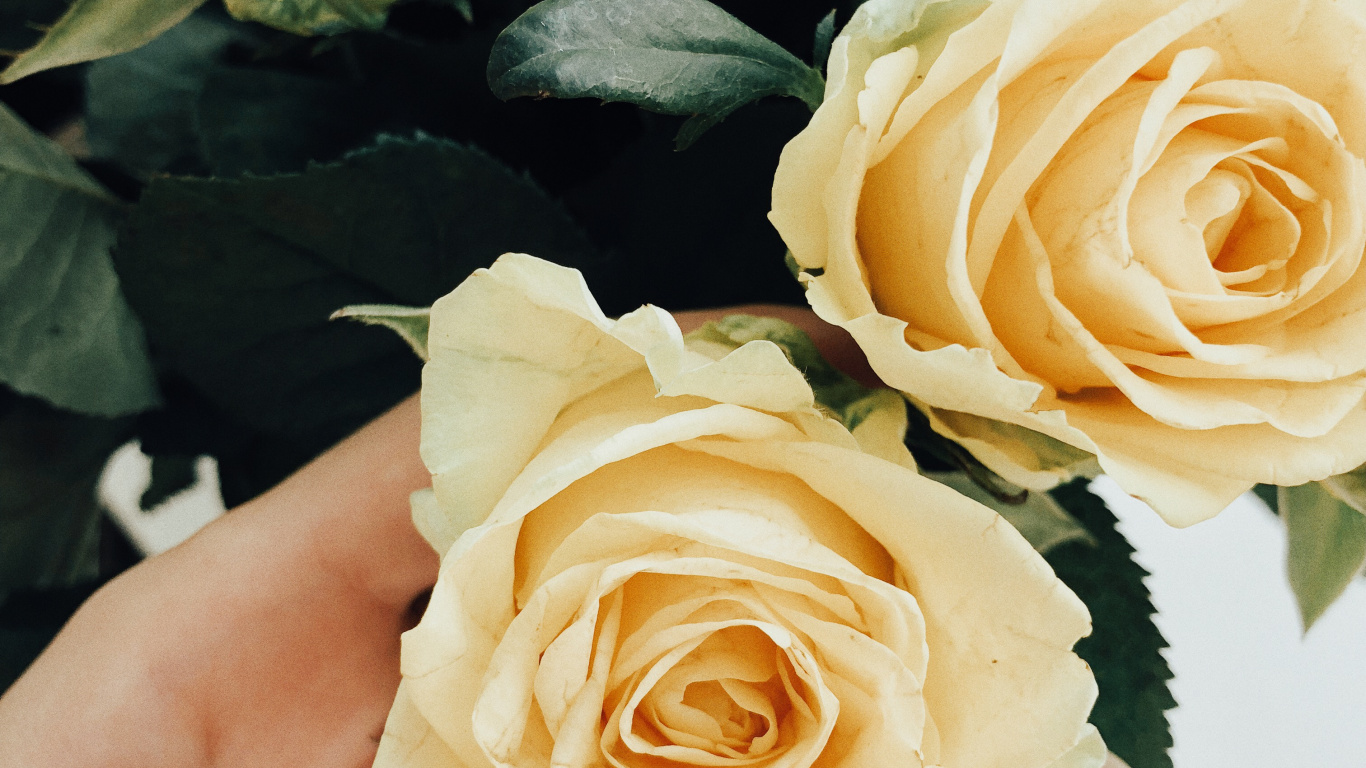 Garten Rosen, Blumenmuster, Schnittblumen, Kohl Rose, Rose Familie. Wallpaper in 1366x768 Resolution