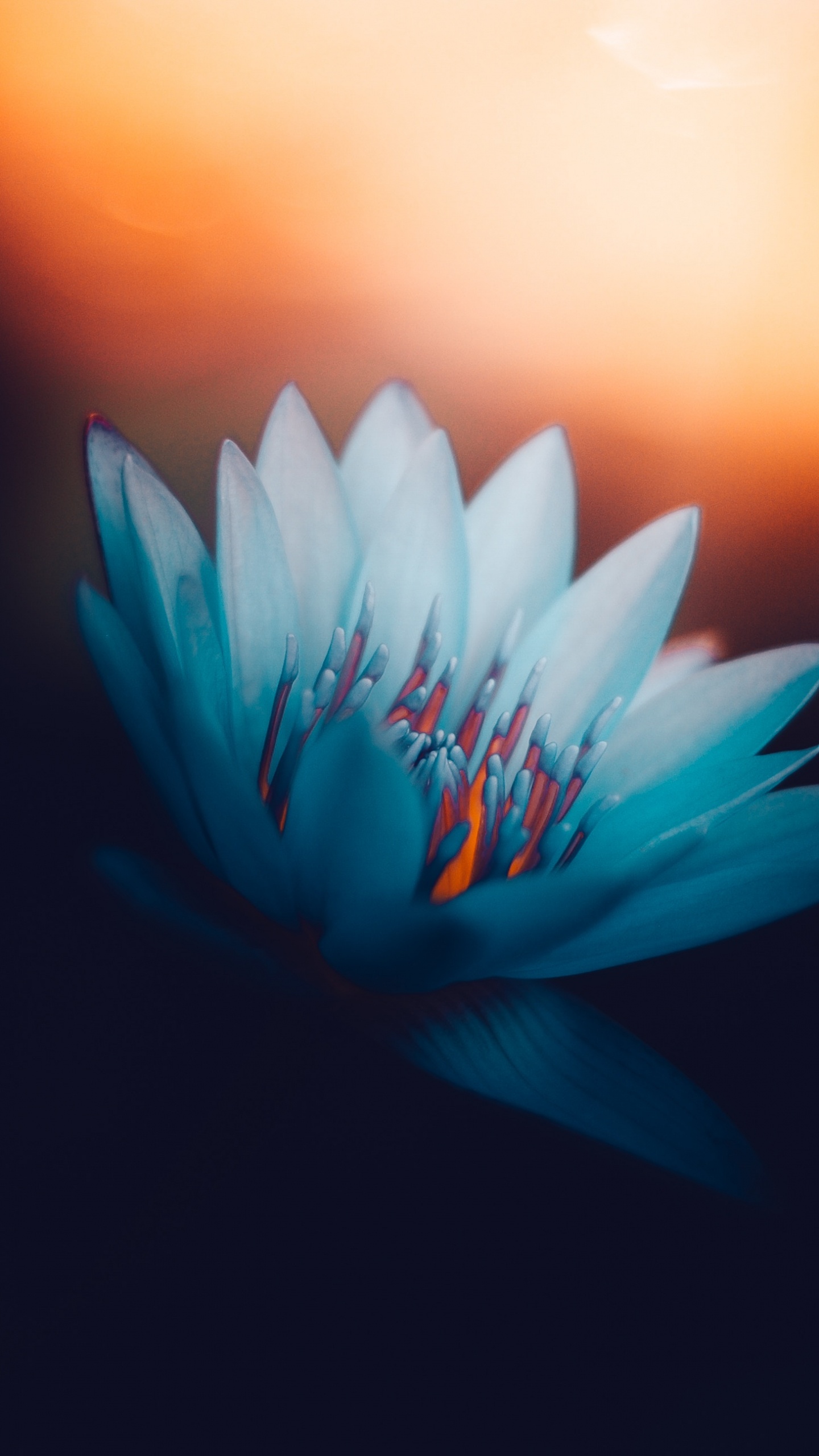 Blaue Blume Auf Schwarzem Hintergrund. Wallpaper in 1440x2560 Resolution