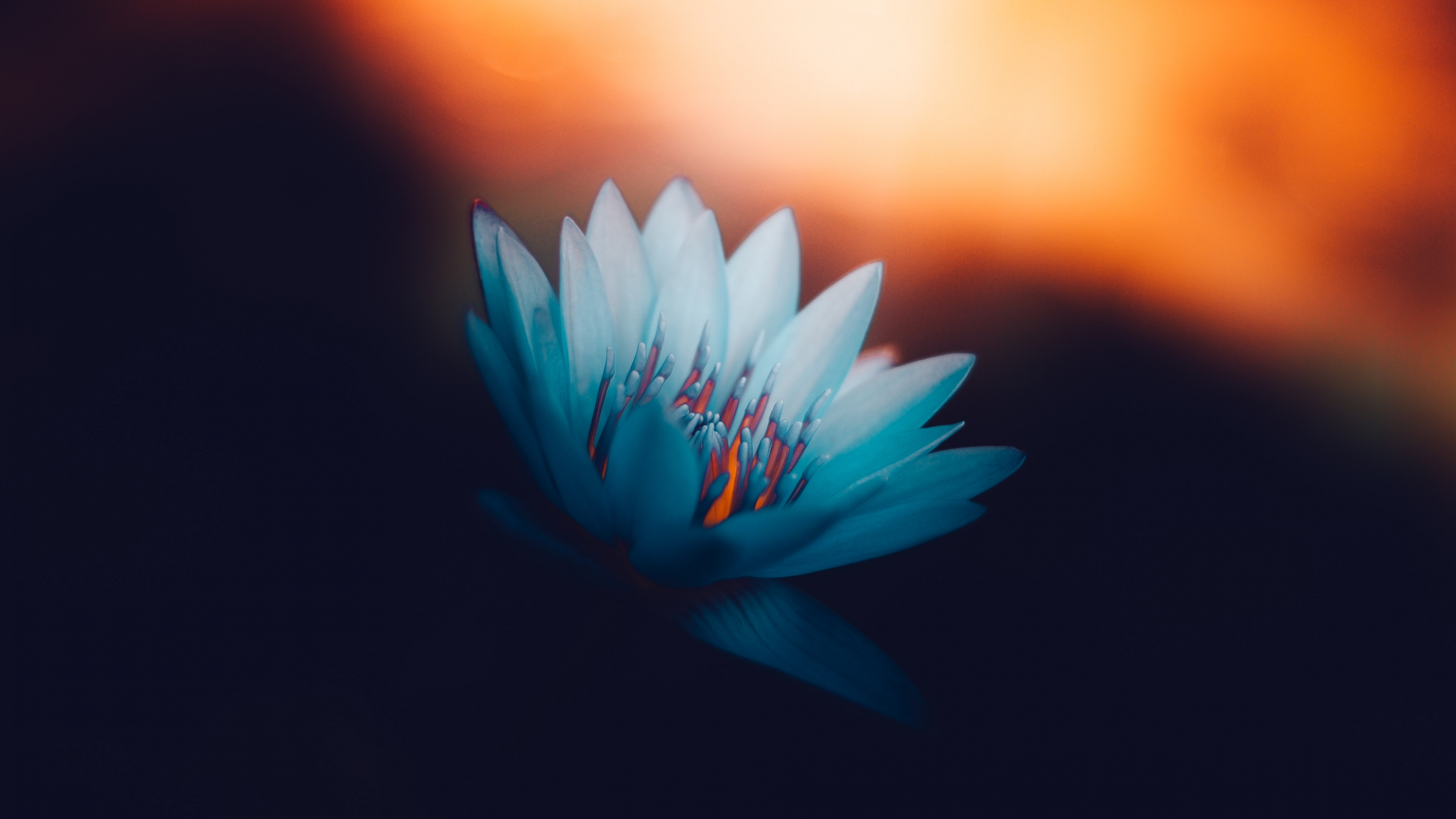 Blue Flower in Black Background. Wallpaper in 3840x2160 Resolution