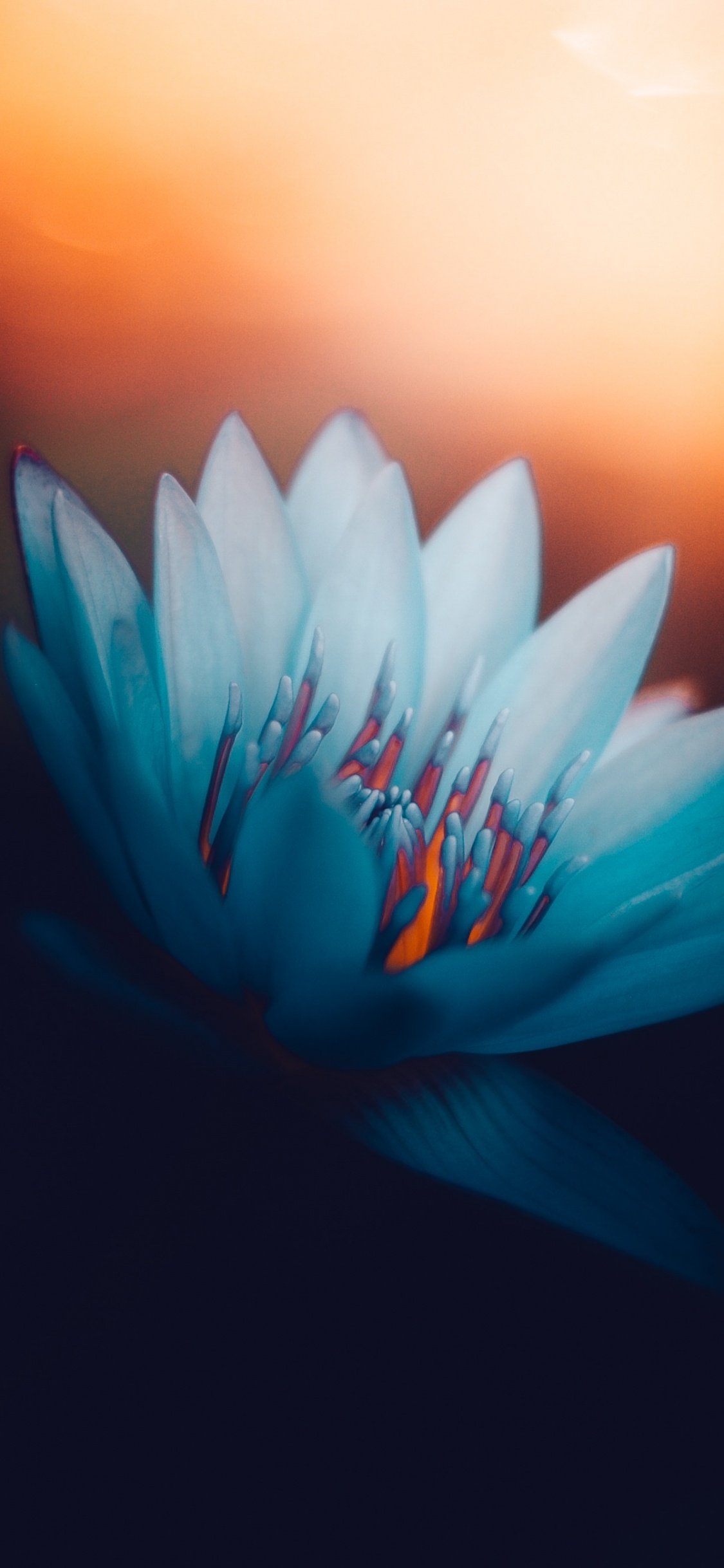 Fleur Bleue Sur Fond Noir. Wallpaper in 1125x2436 Resolution