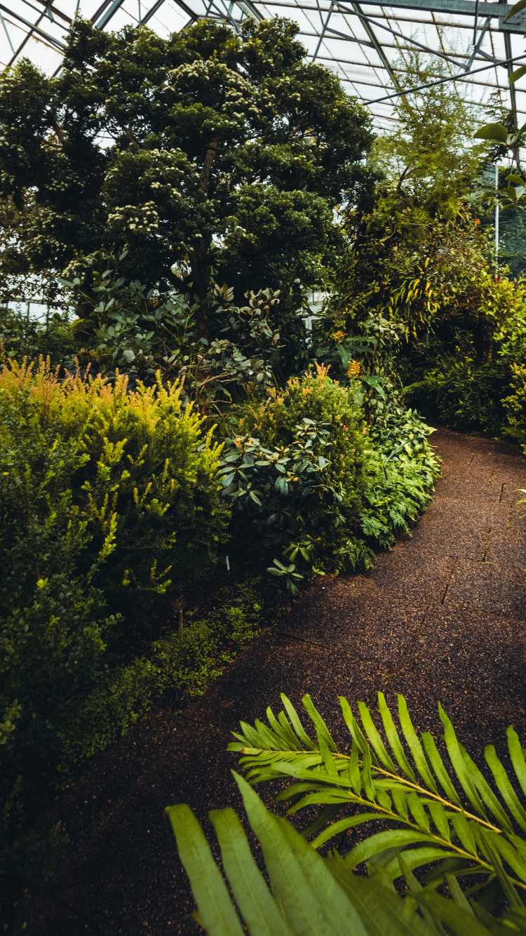 Vegetation, Baum, Garden, Botanik, Botanischer Garten. Wallpaper in 750x1334 Resolution