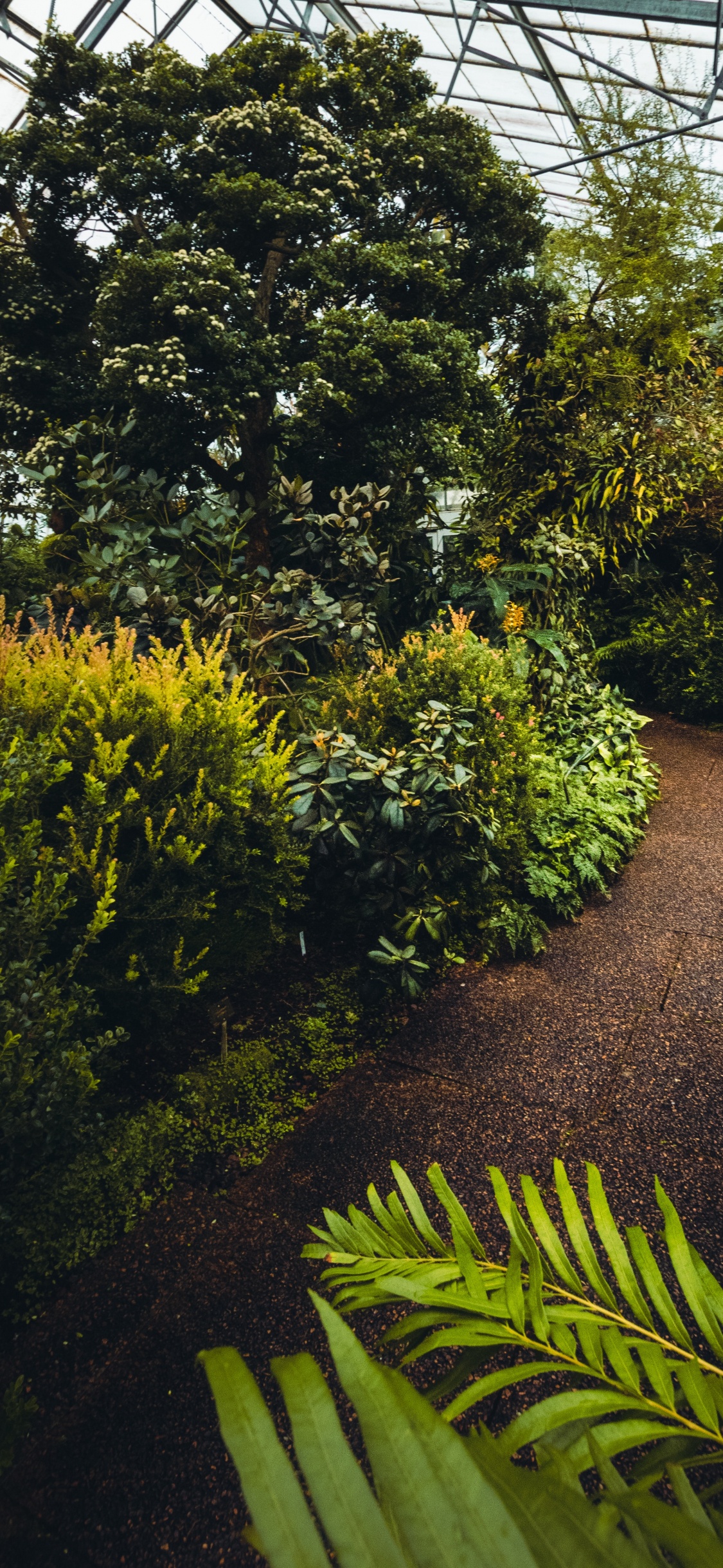 la Vegetación, Jardin, la Botánica, el Jardín Botánico De, Arbusto. Wallpaper in 1125x2436 Resolution