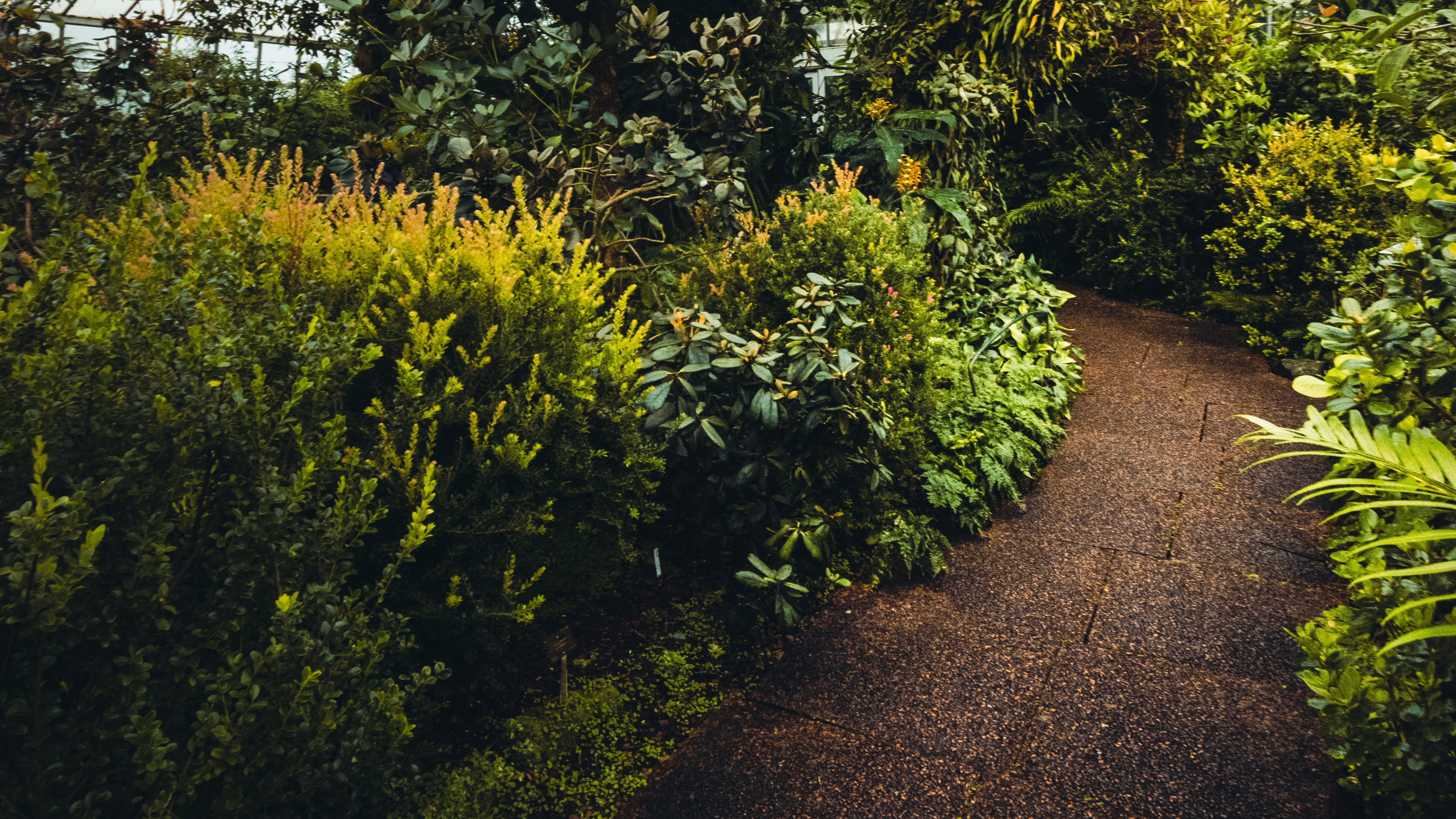 Vegetation, Tree, Plant, Garden, Botany. Wallpaper in 3840x2160 Resolution