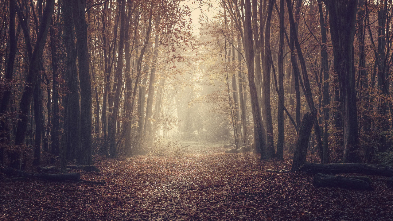Brown Trees on Brown Leaves During Daytime. Wallpaper in 1280x720 Resolution