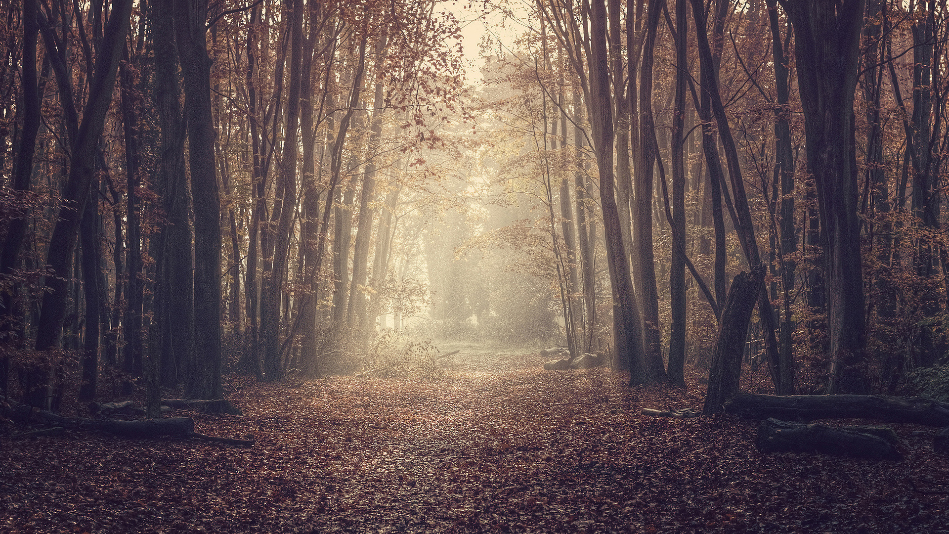 Brown Trees on Brown Leaves During Daytime. Wallpaper in 1920x1080 Resolution