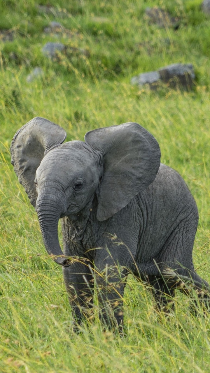 Elephant, African Elephants, Plant Community, Ecoregion, African Elephant. Wallpaper in 720x1280 Resolution