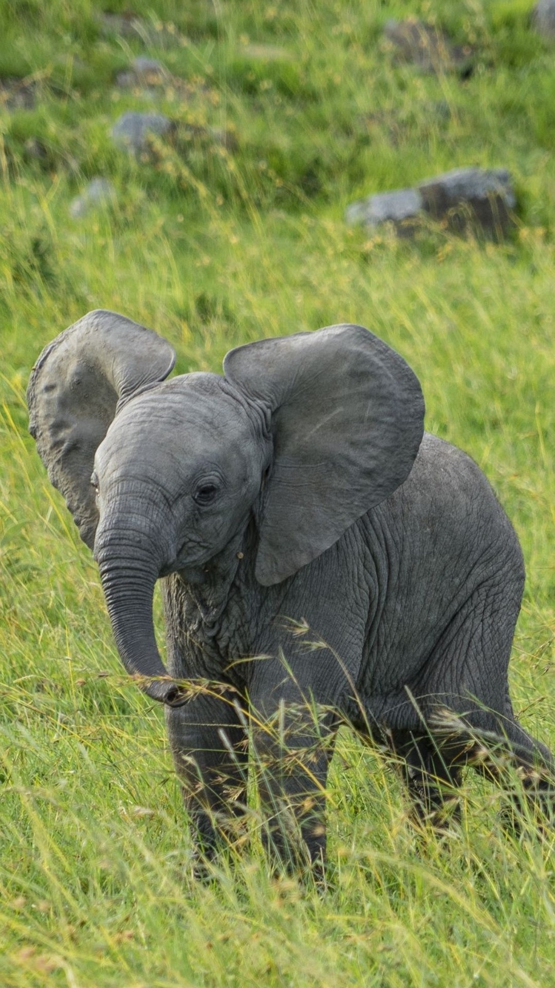 Éléphants D'Afrique, Plante de la Communauté, L'écorégion, L'éléphant D'afrique, Les Éléphants et Les Mammouths. Wallpaper in 1080x1920 Resolution