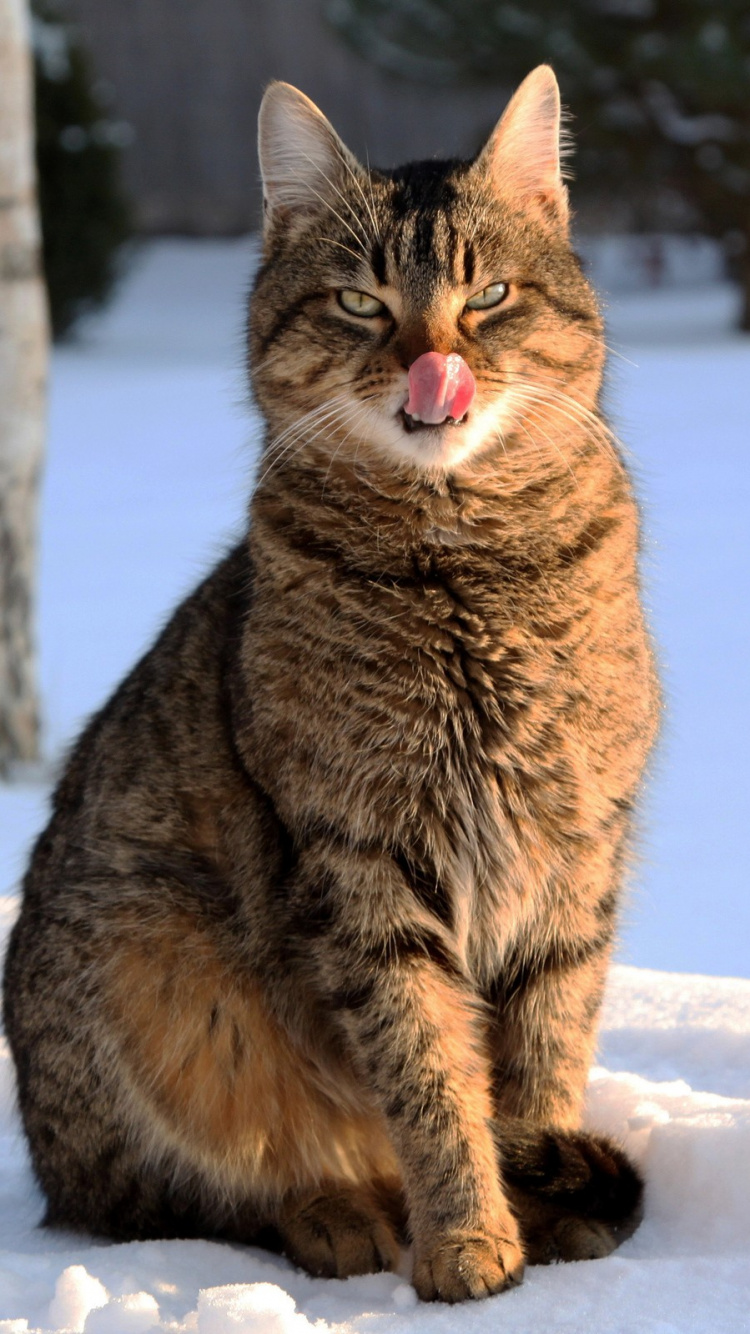 Gato Atigrado Marrón Sobre Suelo Cubierto de Nieve Durante el Día. Wallpaper in 750x1334 Resolution