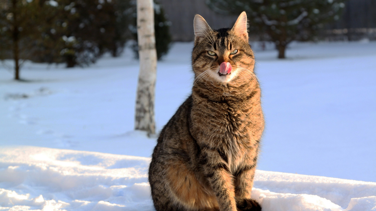 Braun Getigerte Katze Auf Schneebedecktem Boden Tagsüber. Wallpaper in 1280x720 Resolution