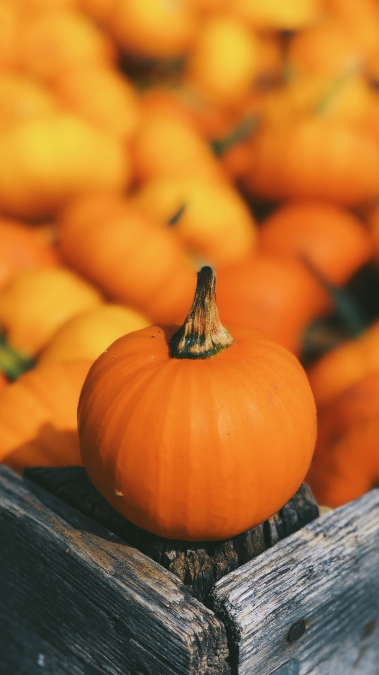 Citrouille, Citrouille Des Champs, Aliment, Cucurbita, Calabaza. Wallpaper in 750x1334 Resolution