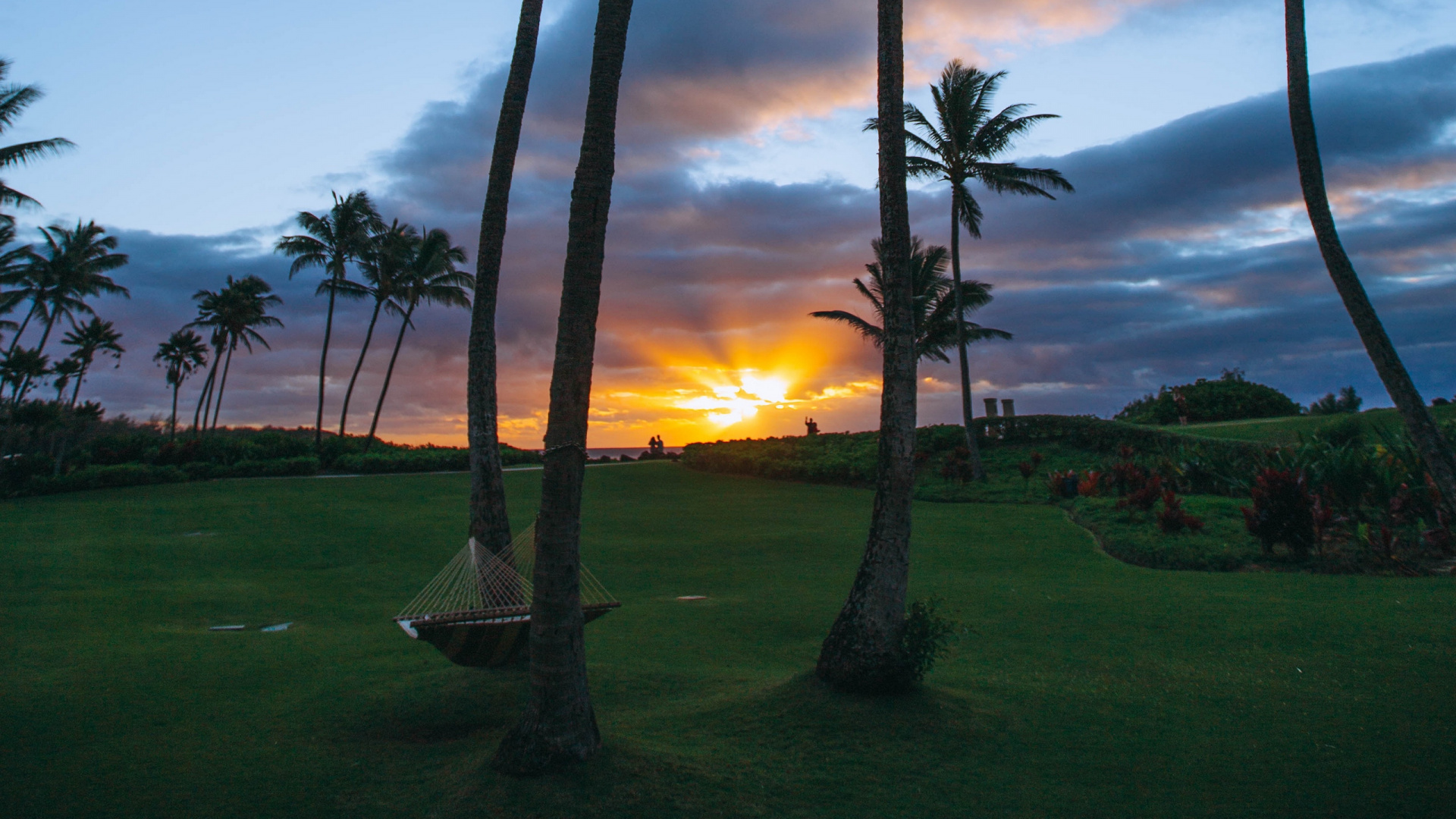 Green Palm Tree During Sunset. Wallpaper in 1920x1080 Resolution