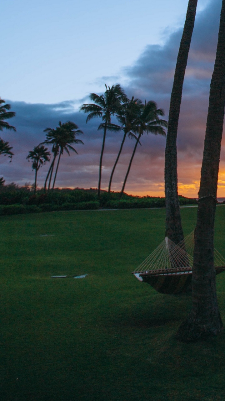 Green Palm Tree During Sunset. Wallpaper in 720x1280 Resolution