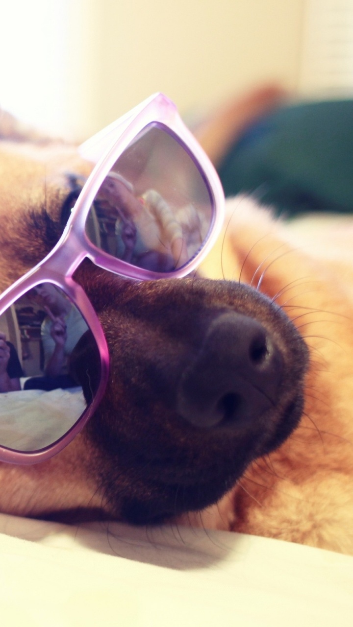 Brauner, Kurzhaariger Hund Mit Blau Gerahmter Sonnenbrille. Wallpaper in 720x1280 Resolution