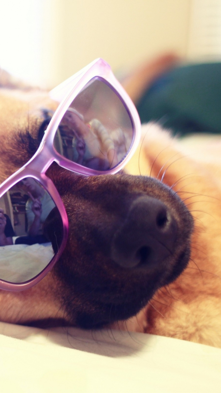 Brauner, Kurzhaariger Hund Mit Blau Gerahmter Sonnenbrille. Wallpaper in 750x1334 Resolution