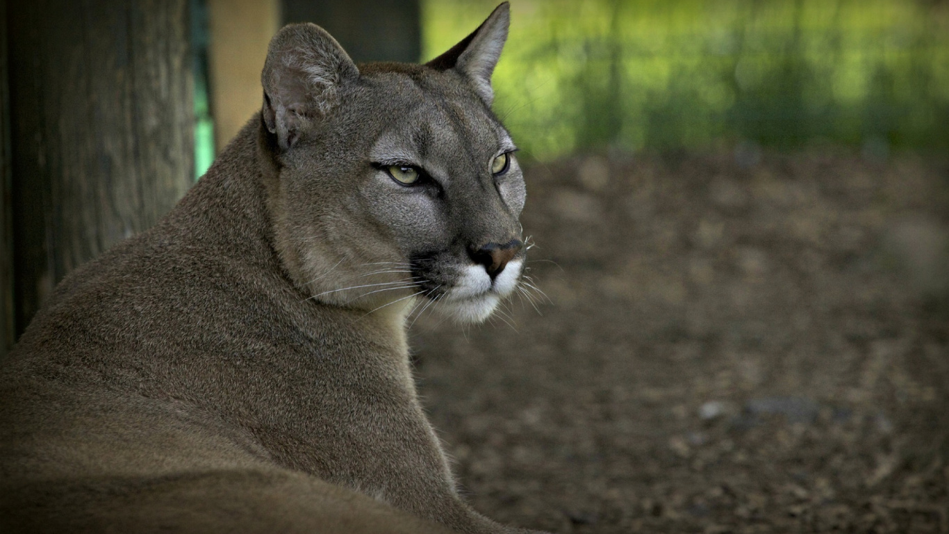 Brown and White Lioness on Brown Soil. Wallpaper in 1366x768 Resolution