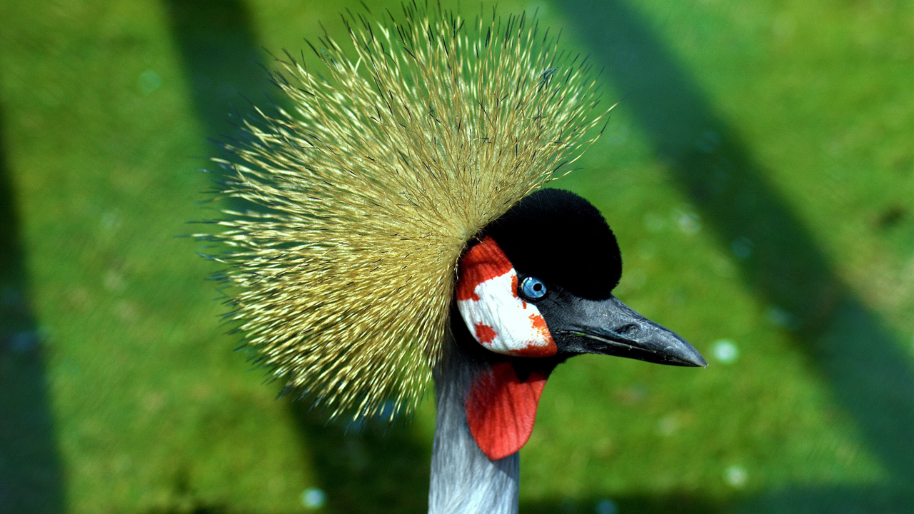 Black and Yellow Bird on Green Grass. Wallpaper in 1280x720 Resolution