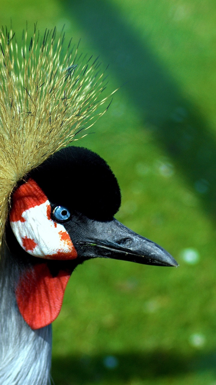 Black and Yellow Bird on Green Grass. Wallpaper in 720x1280 Resolution