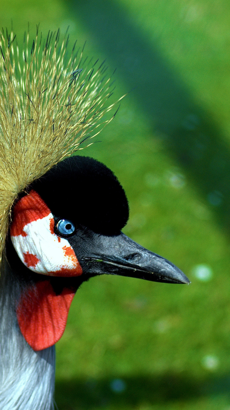 Black and Yellow Bird on Green Grass. Wallpaper in 750x1334 Resolution