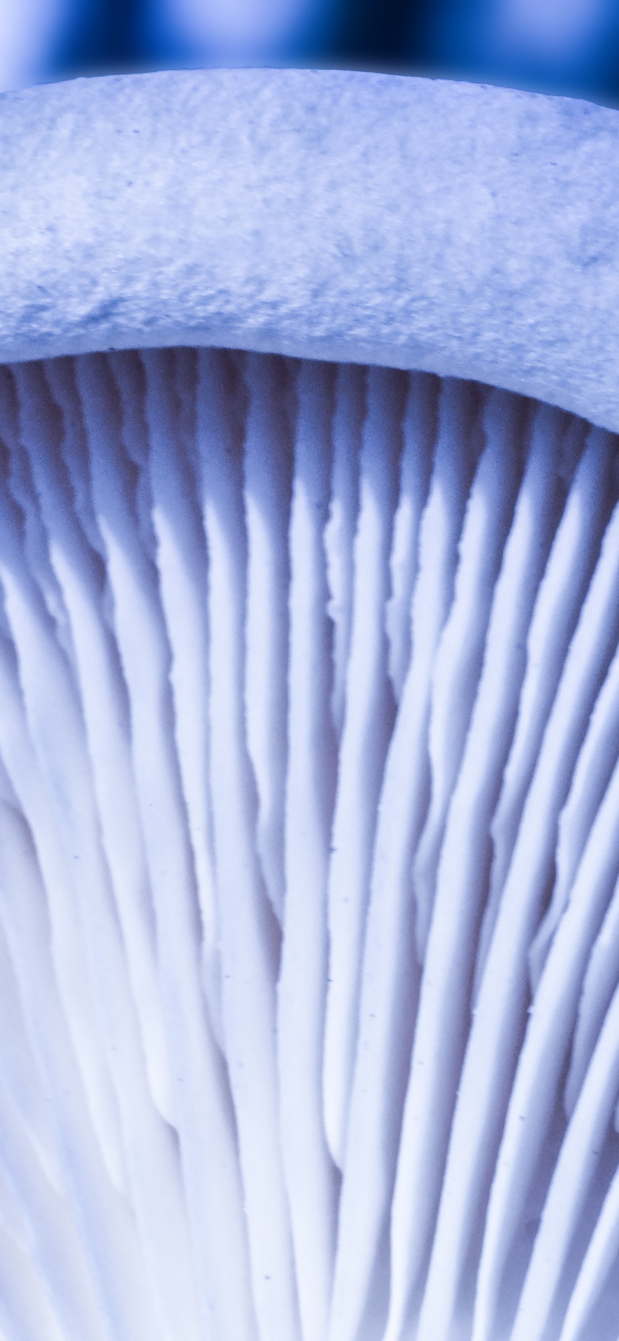 Champignon Blanc et Gris en Photographie Rapprochée. Wallpaper in 1242x2688 Resolution