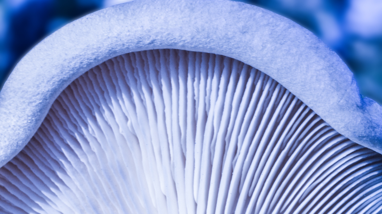 Champignon Blanc et Gris en Photographie Rapprochée. Wallpaper in 1280x720 Resolution