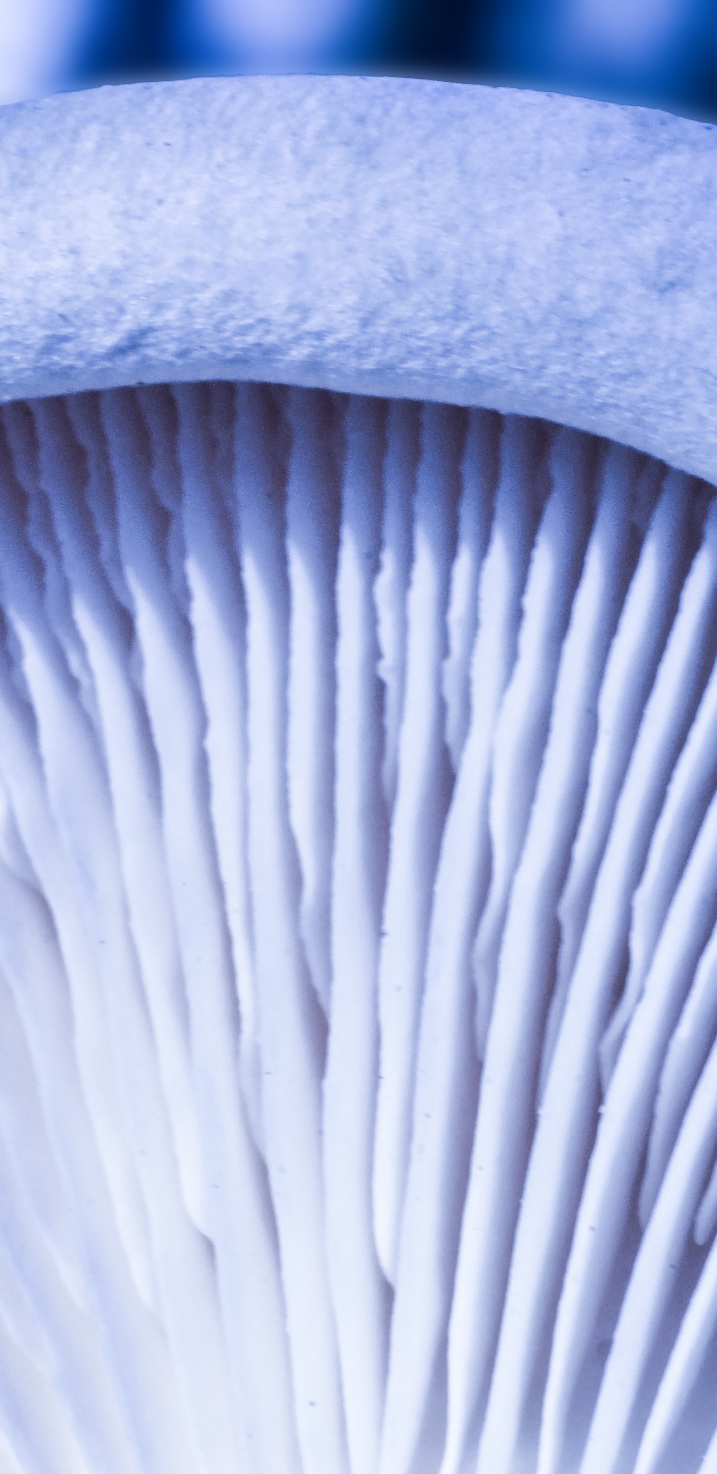 Champignon Blanc et Gris en Photographie Rapprochée. Wallpaper in 1440x2960 Resolution