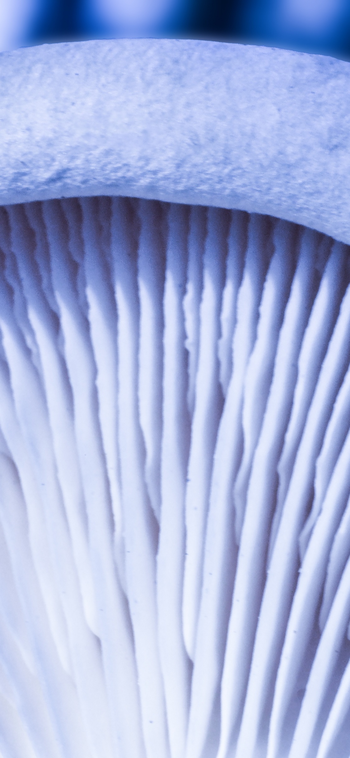 Weißer Und Grauer Pilz in Nahaufnahme. Wallpaper in 1125x2436 Resolution