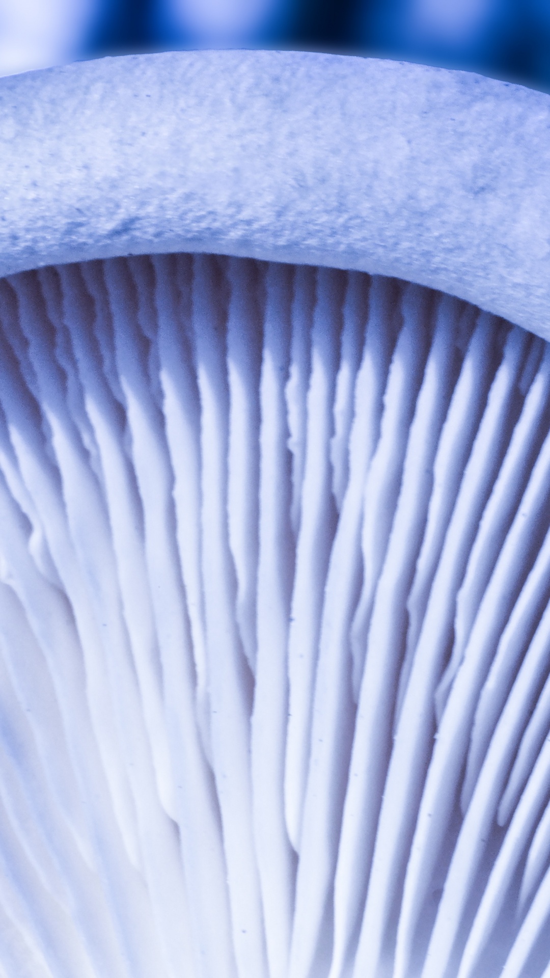White and Gray Mushroom in Close up Photography. Wallpaper in 1080x1920 Resolution