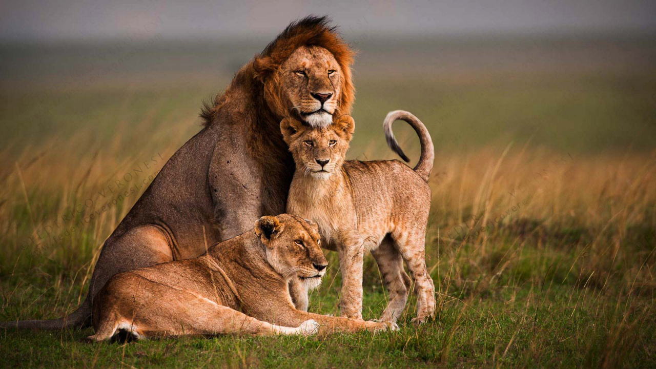 León y Leona en Campo de Hierba Marrón Durante el Día. Wallpaper in 1280x720 Resolution