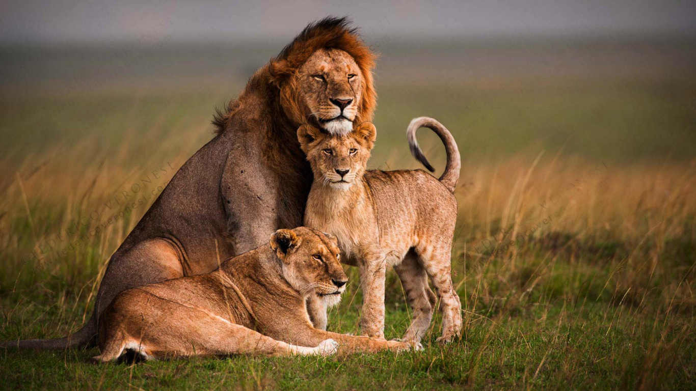 León y Leona en Campo de Hierba Marrón Durante el Día. Wallpaper in 1366x768 Resolution