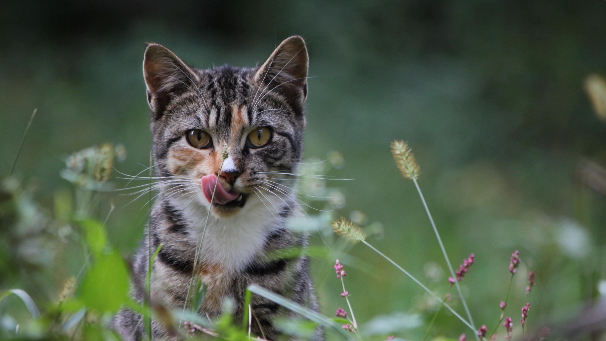 Silver Tabby Cat on Green Grass During Daytime. Wallpaper in 2560x1440 Resolution