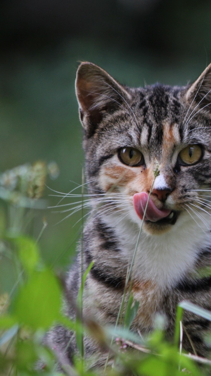 Silver Tabby Cat on Green Grass During Daytime. Wallpaper in 720x1280 Resolution
