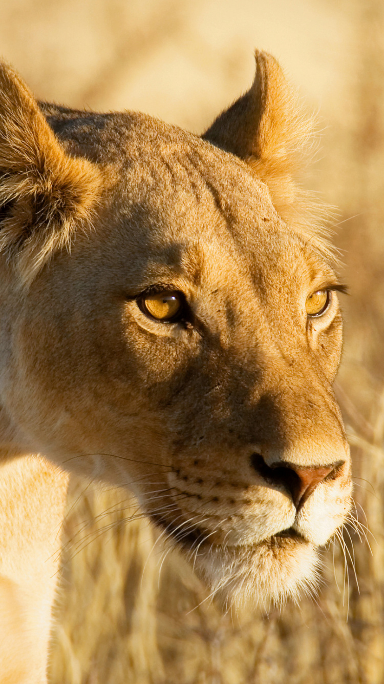 Lionne Brune Sur L'herbe Brune Pendant la Journée. Wallpaper in 750x1334 Resolution