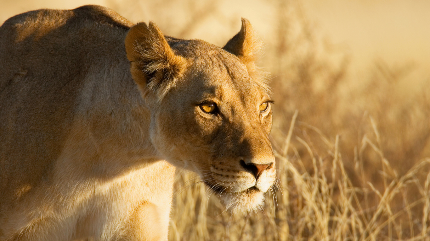 Brown Lioness on Brown Grass During Daytime. Wallpaper in 1366x768 Resolution