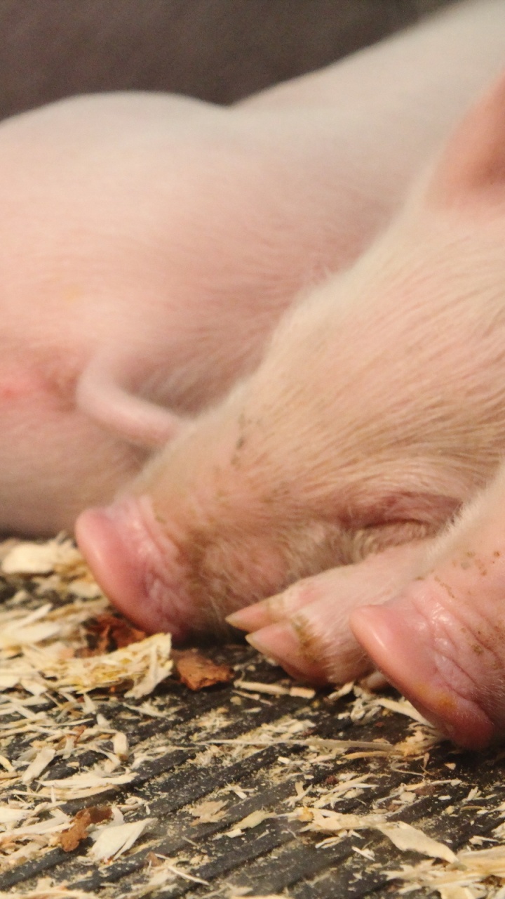 Pig Lying on Ground During Daytime. Wallpaper in 720x1280 Resolution