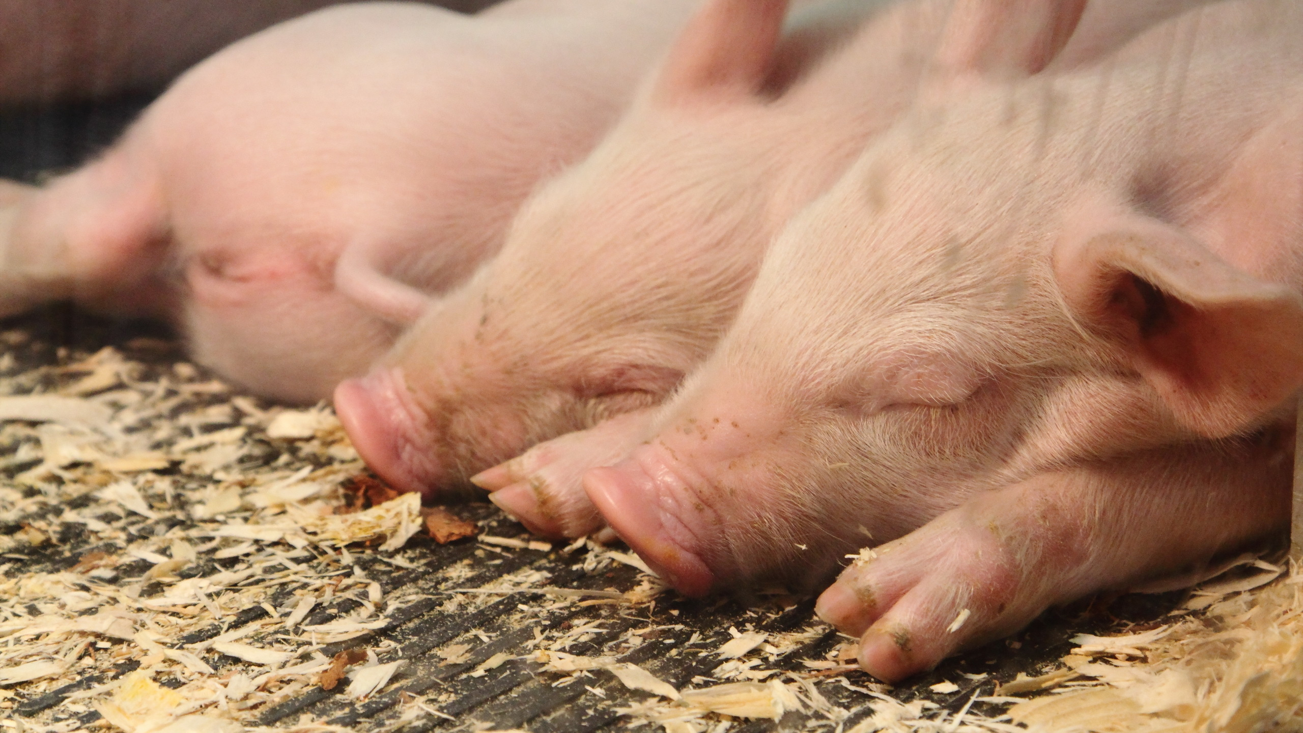 Cochon Allongé Sur le Sol Pendant la Journée. Wallpaper in 2560x1440 Resolution